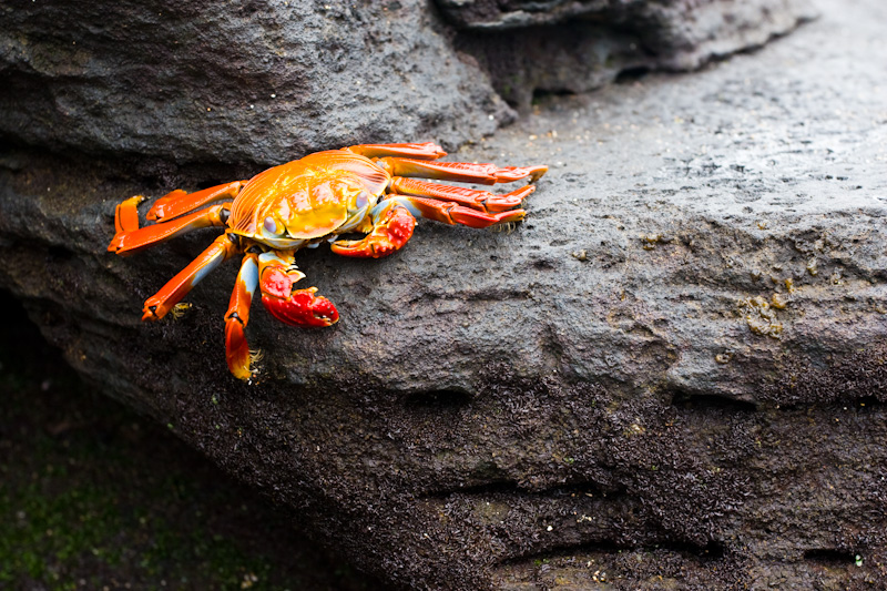 Sally Lightfoot Crab